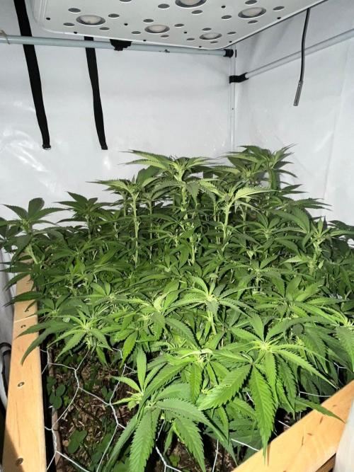 Utopia Haze. Week 20