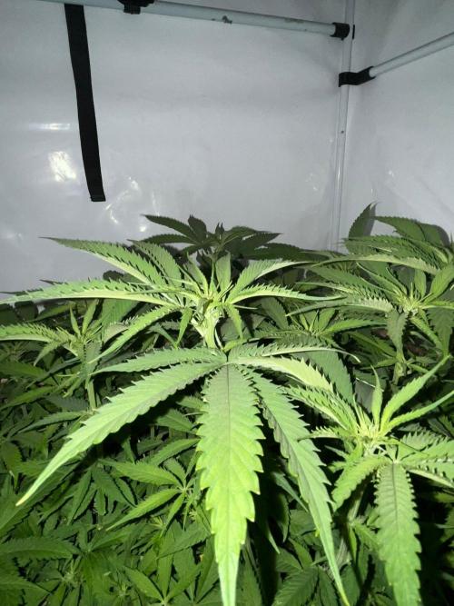 Utopia Haze. Week 20