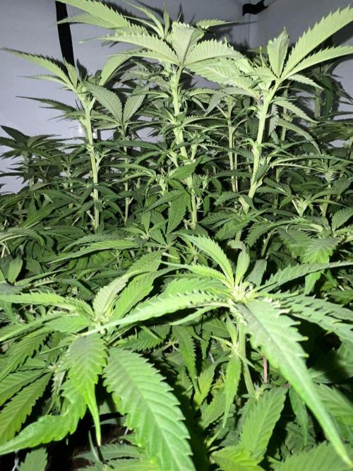 Utopia Haze. Week 20