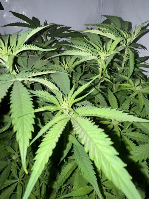 Utopia Haze. Week 20