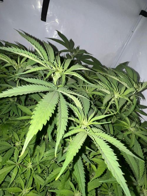 Utopia Haze. Week 20