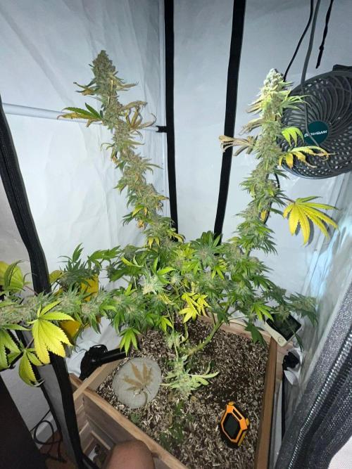 Blue Sunset Sherbert. Week 20