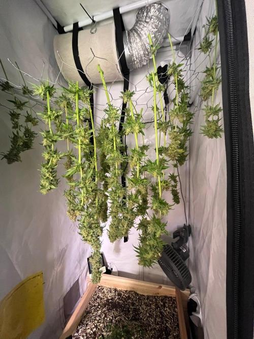 Blue Sunset Sherbert. Week 20