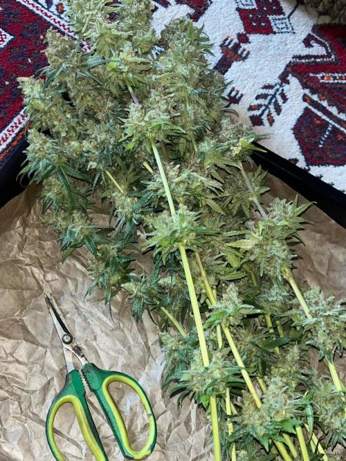 Blue Sunset Sherbert. Week 20