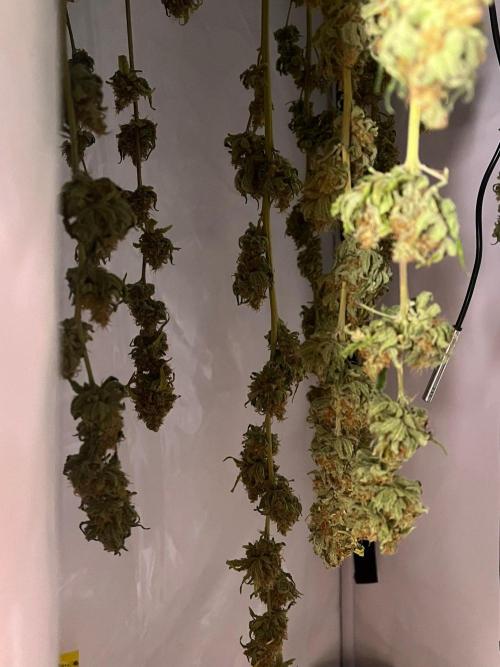 Blue Sunset Sherbert. Week 20