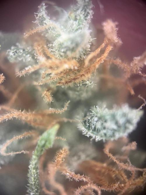Blue Sunset Sherbert. Week 20