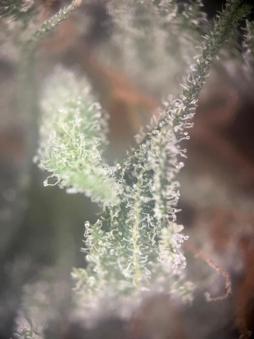 Blue Sunset Sherbert. Week 20