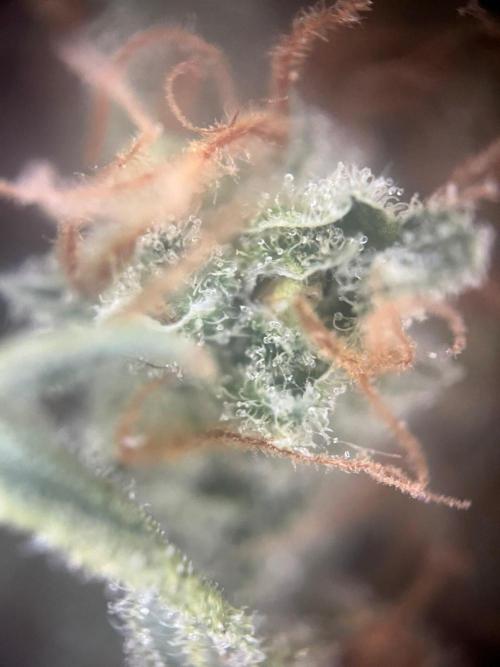 Blue Sunset Sherbert. Week 20
