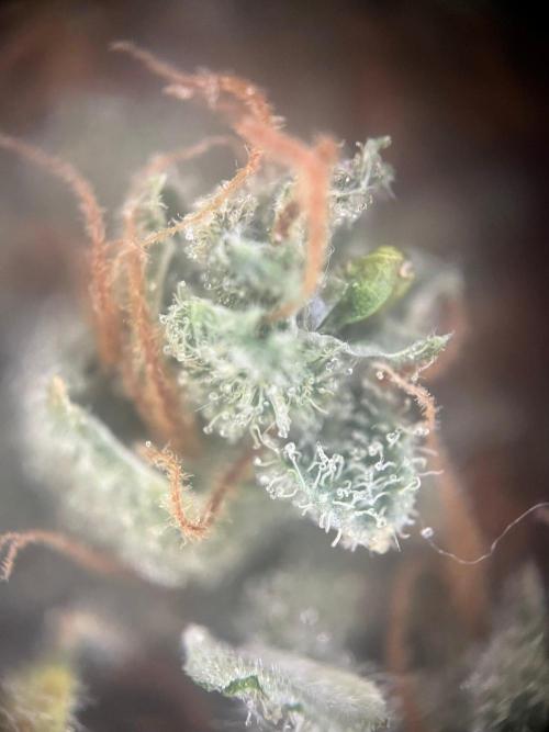 Blue Sunset Sherbert. Week 20