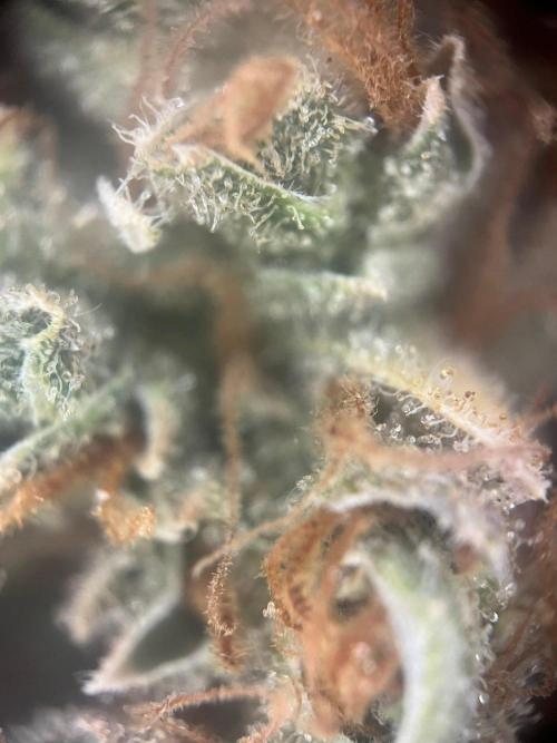 Blue Sunset Sherbert. Week 20