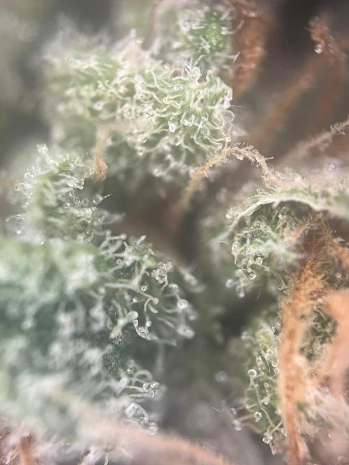 Blue Sunset Sherbert. Week 20