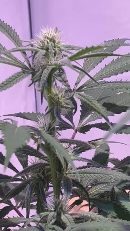 Utopia Haze