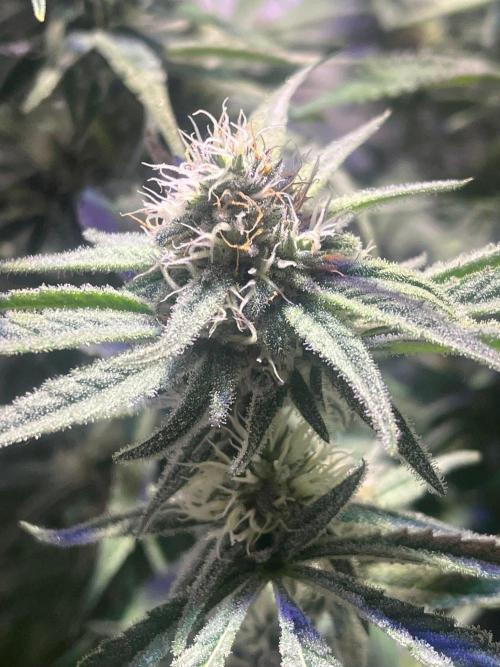 Utopia Haze. Week 23