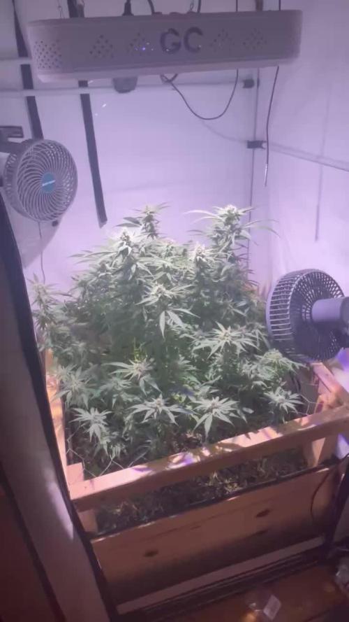 Utopia Haze