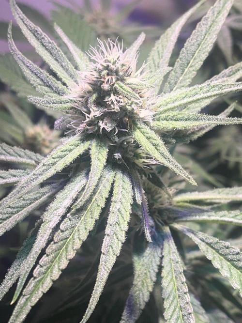 Utopia Haze. Week 23
