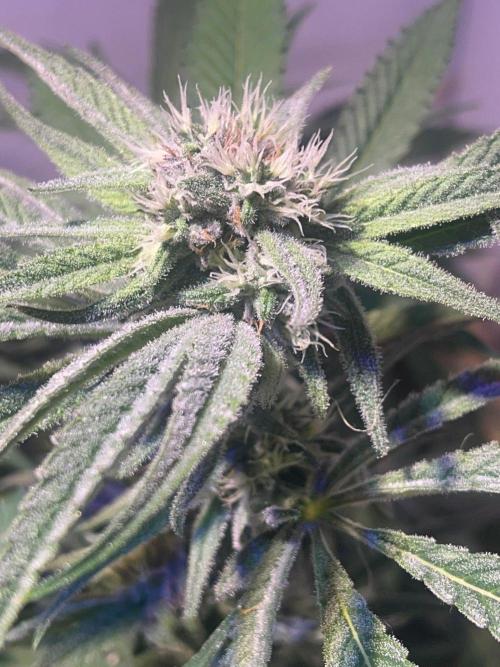 Utopia Haze. Week 23