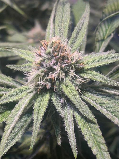 Utopia Haze. Week 23