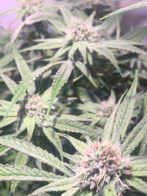 Utopia Haze. Week 23