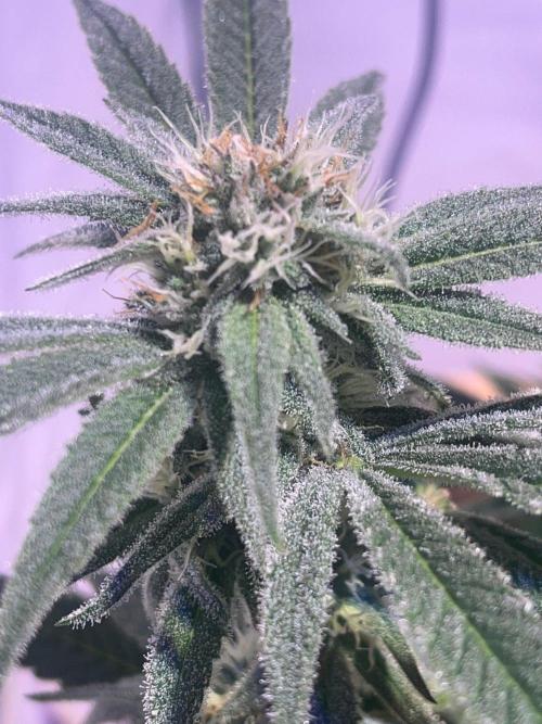 Utopia Haze. Week 23