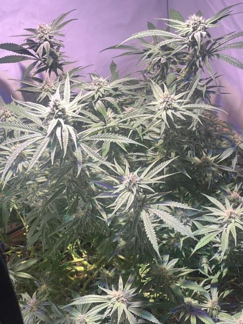 Utopia Haze. Week 23