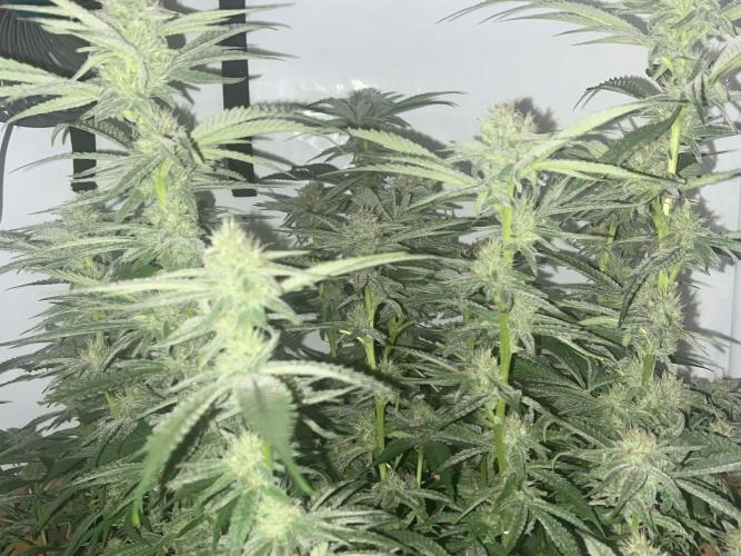 Utopia Haze. Week 23