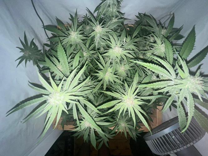 Utopia Haze. Week 23