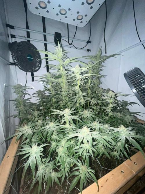 Utopia Haze. Week 23