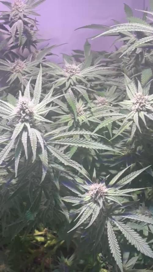 Utopia Haze