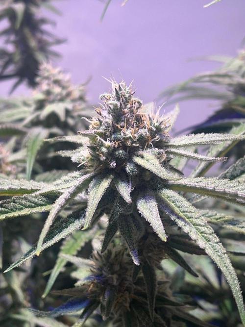 Utopia Haze. Week 24