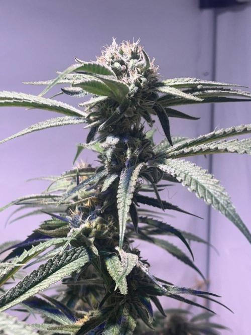 Utopia Haze. Week 24