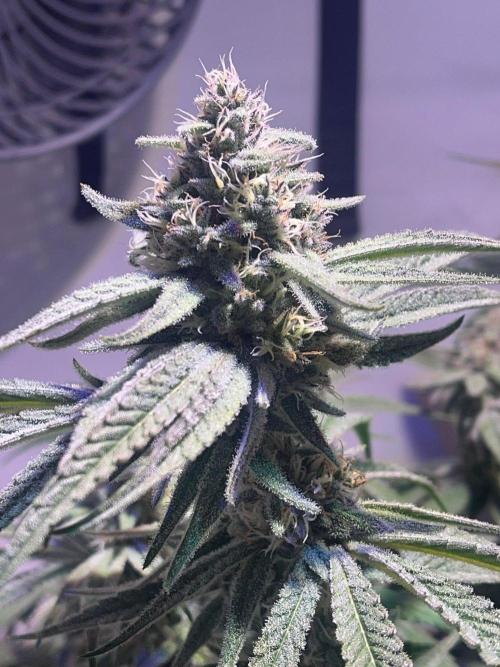 Utopia Haze. Week 24