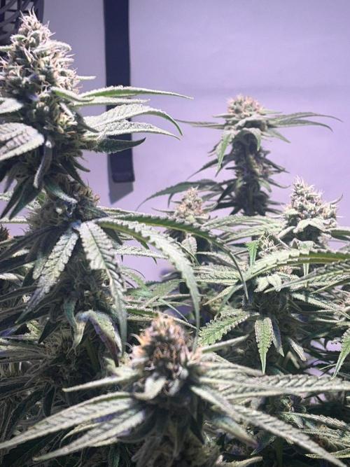 Utopia Haze. Week 24
