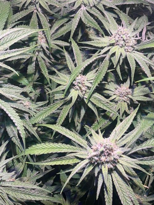 Utopia Haze. Week 24