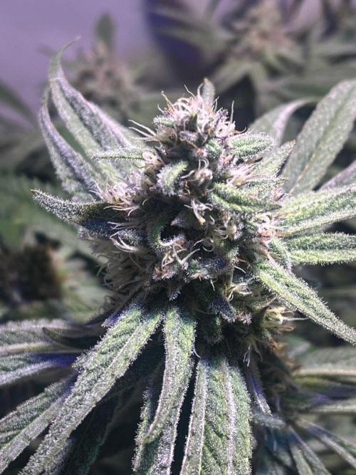 Utopia Haze. Week 24