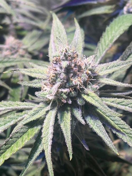 Utopia Haze. Week 24