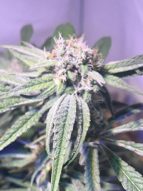 Utopia Haze. Week 24