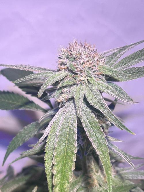 Utopia Haze. Week 24