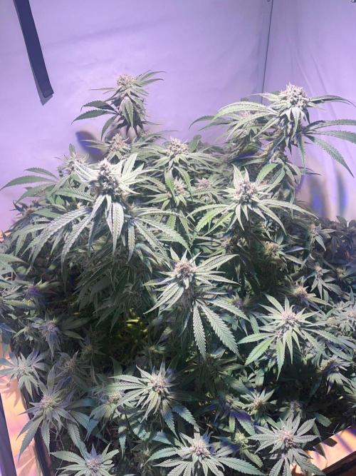Utopia Haze. Week 24