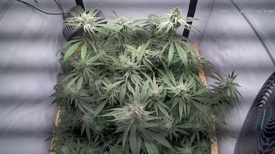 Utopia Haze