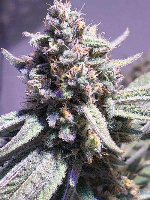 Utopia Haze. Week 25