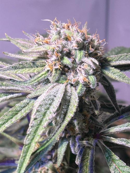 Utopia Haze. Week 25