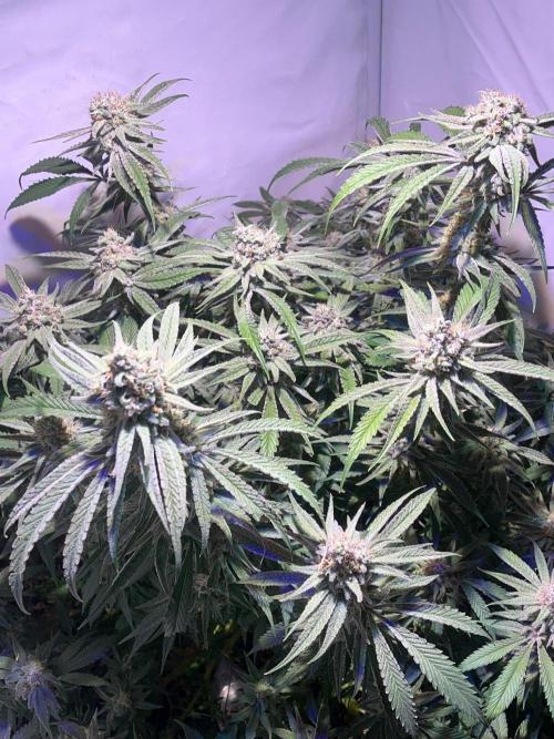 Utopia Haze. Week 25