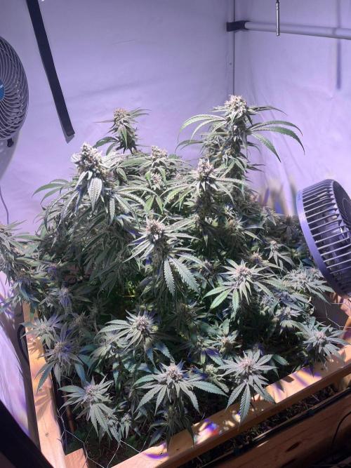 Utopia Haze. Week 25
