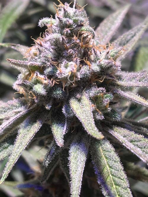 Utopia Haze. Week 25