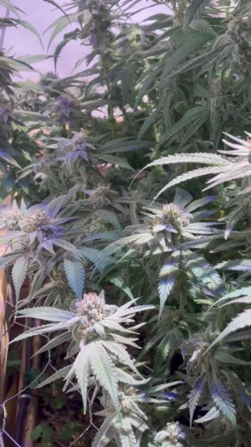 Utopia Haze