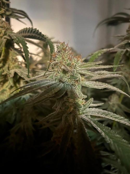 Utopia Haze. Week 26