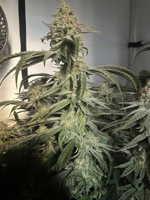 Utopia Haze. Week 26