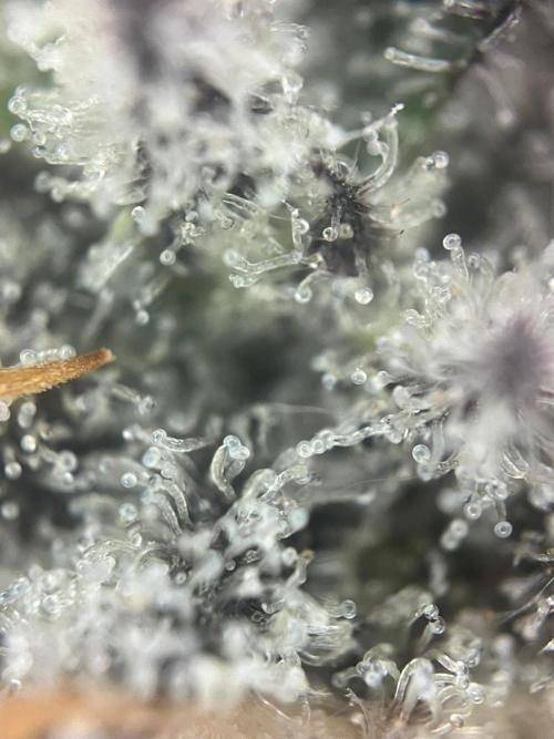 Utopia Haze. Week 27