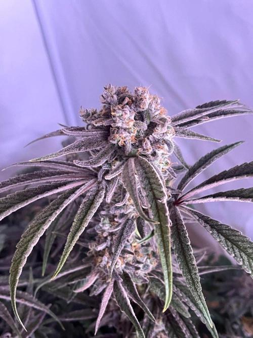 Utopia Haze. Week 27