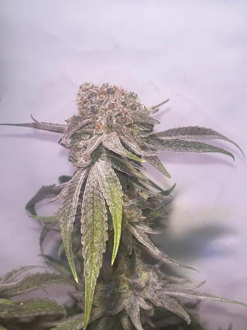 Utopia Haze. Week 28